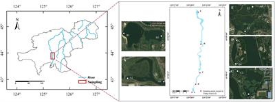 Process of mercury accumulation in urban strip river artificial wetland ecosystems: a case study of Changchun, a typical industrial city in Northeast China